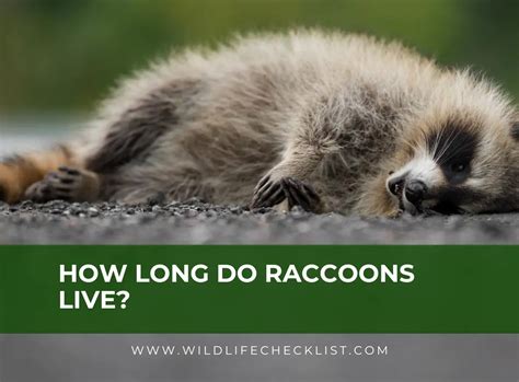 how long do raccoons last.